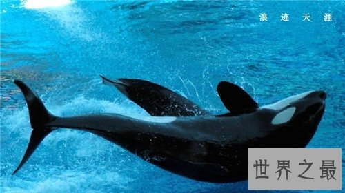 【图】杀人鲸曾杀三人 这是寰球第一同鲸鱼杀人事情