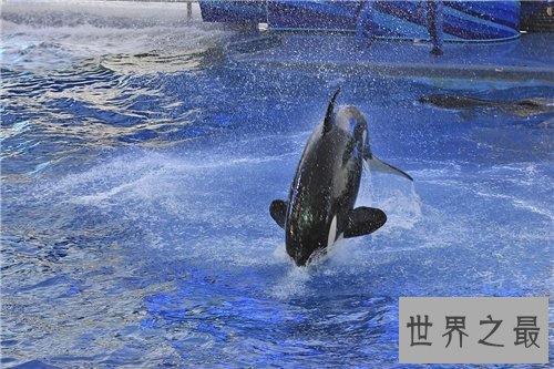 【图】杀人鲸曾杀三人 这是寰球第一同鲸鱼杀人事情