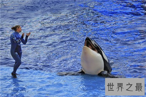【图】杀人鲸曾杀三人 这是寰球第一同鲸鱼杀人事情