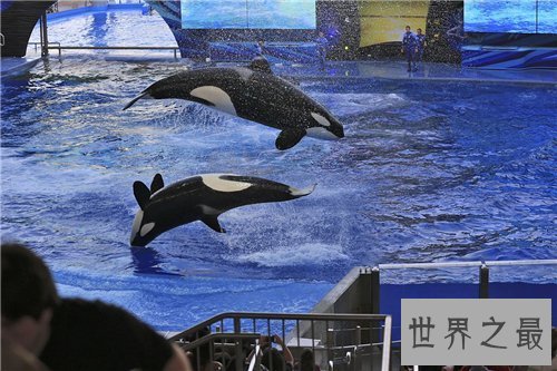 【图】杀人鲸曾杀三人 这是寰球第一同鲸鱼杀人事情