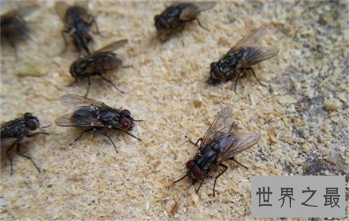 【图】苍蝇的寿命是多长 灭苍蝇最有效的方法
