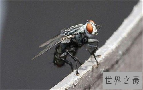 【图】苍蝇的寿命是多长 灭苍蝇最有效的方法