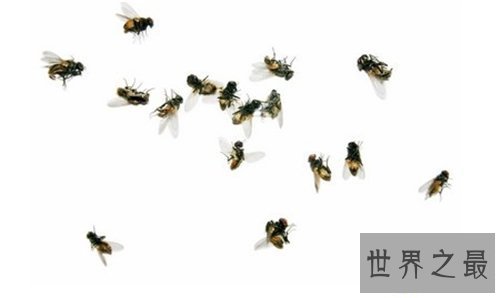 【图】苍蝇的寿命是多长 灭苍蝇最有效的方法