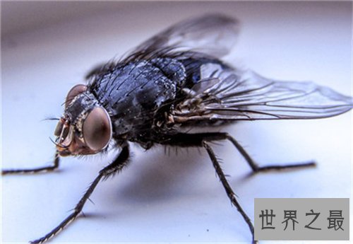 【图】苍蝇的寿命是多长 灭苍蝇最有效的方法