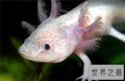 【图】六角蝾螈是什么物种 怎么养殖和区分六角蝾螈