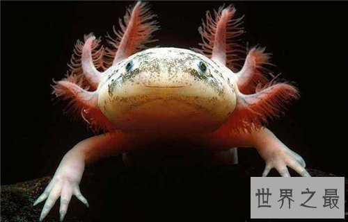 【图】六角蝾螈是什么物种 怎么养殖和区分六角蝾螈