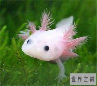 【图】六角蝾螈是什么物种 怎样养殖和区分六角蝾螈