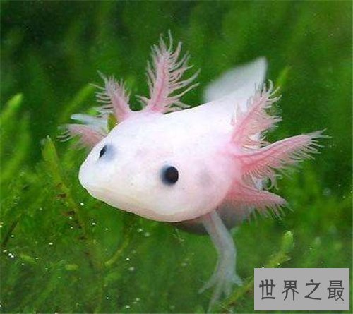 【图】六角蝾螈是什么物种 怎么养殖和区分六角蝾螈