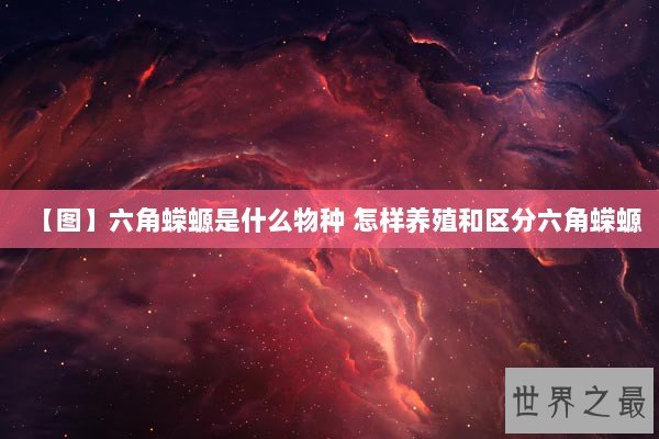 【图】六角蝾螈是什么物种 怎样养殖和区分六角蝾螈