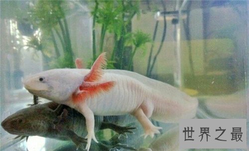 【图】六角蝾螈是什么物种 怎么养殖和区分六角蝾螈