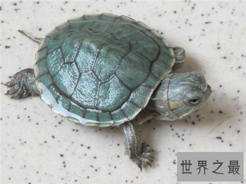 【图】哪些动物蛰伏 适宜蛰伏的温度以及环境