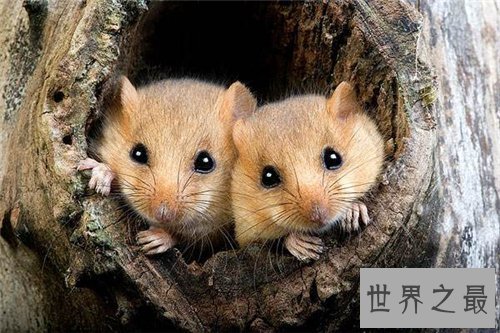 【图】哪些动物蛰伏 适宜蛰伏的温度以及环境