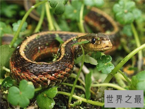 【图】哪些动物蛰伏 适宜蛰伏的温度以及环境