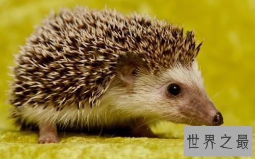 【图】哪些动物蛰伏 适宜蛰伏的温度以及环境