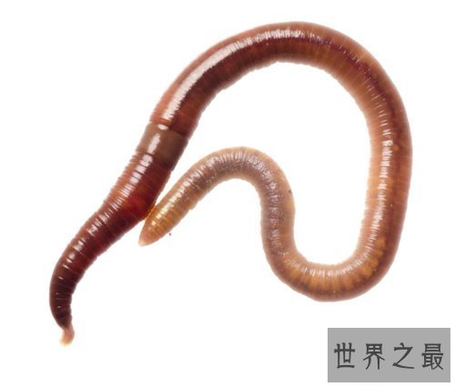 【图】哪些动物蛰伏 适宜蛰伏的温度以及环境