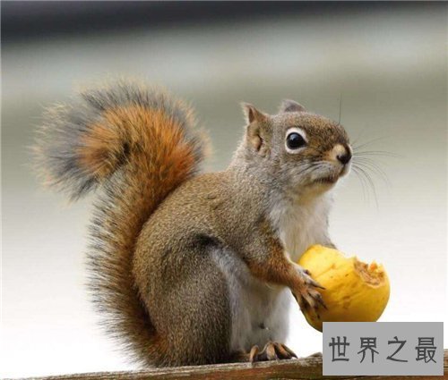 【图】哪些动物蛰伏 适宜蛰伏的温度以及环境