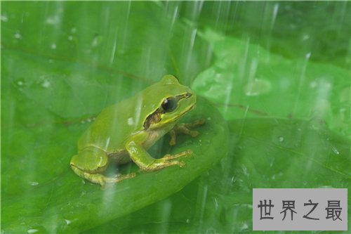 【图】哪些动物蛰伏 适宜蛰伏的温度以及环境