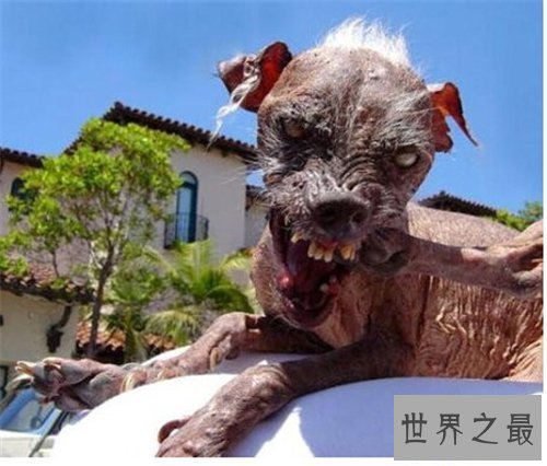 【图】最丑的狗长什么样 曾获得世界最丑的狗大赛冠军