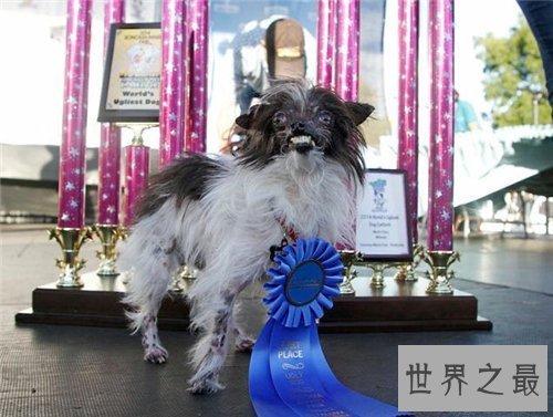 【图】最丑的狗长什么样 曾获得世界最丑的狗大赛冠军