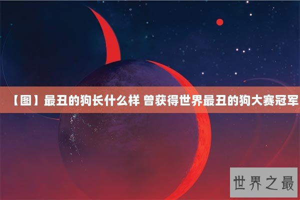 【图】最丑的狗长什么样 曾获得世界最丑的狗大赛冠军