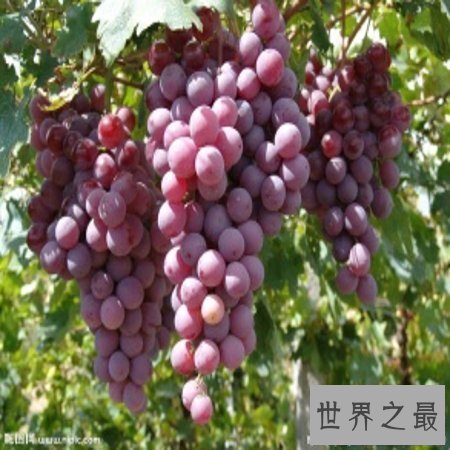 【图】那些食物利于祛斑，祛斑汤有哪些有效？