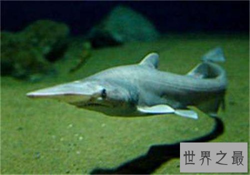 【图】剑吻鲨是一种什么鱼 史前稀有剑吻鲨曾出现过
