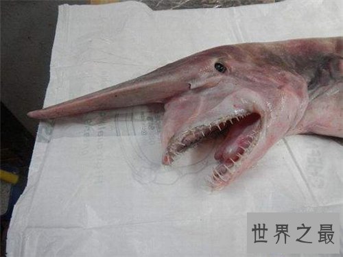 【图】剑吻鲨是一种什么鱼 史前稀有剑吻鲨曾出现过