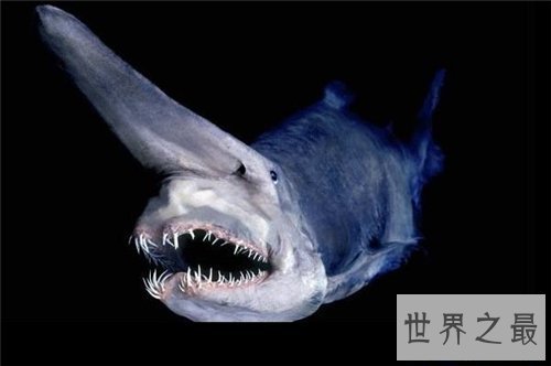 【图】剑吻鲨是一种什么鱼 史前稀有剑吻鲨曾出现过