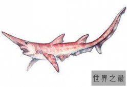 【图】剑吻鲨是一种什么鱼 史前罕见剑吻鲨曾出现过