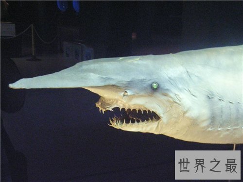 【图】剑吻鲨是一种什么鱼 史前稀有剑吻鲨曾出现过