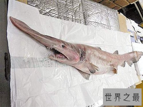 【图】剑吻鲨是一种什么鱼 史前稀有剑吻鲨曾出现过