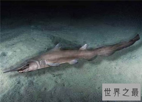 【图】剑吻鲨是一种什么鱼 史前稀有剑吻鲨曾出现过
