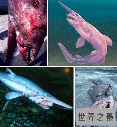 【图】剑吻鲨是一种什么鱼 史前稀有剑吻鲨曾出现过