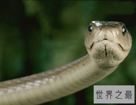 【图】真足蛇到底如今还存在不存在 这仍然是个谜