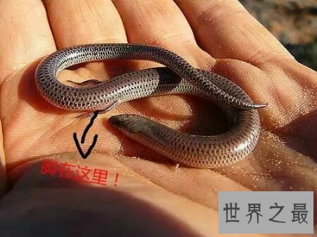【图】真足蛇到底如今还存在不存在 这仍然是个谜