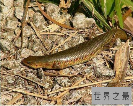 【图】真足蛇到底如今还存在不存在 这仍然是个谜