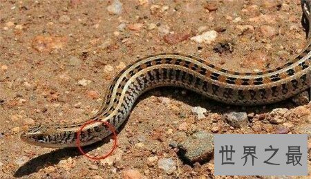 【图】真足蛇到底如今还存在不存在 这仍然是个谜