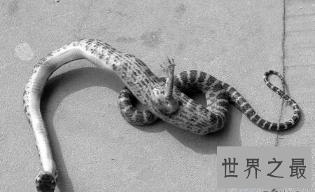 【图】真足蛇到底如今还存在不存在 这仍然是个谜