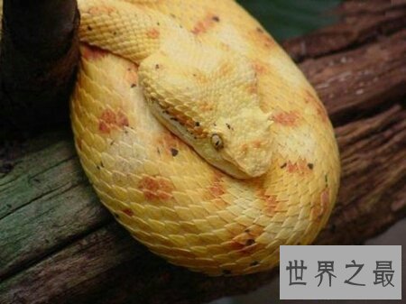 【图】真足蛇到底如今还存在不存在 这仍然是个谜