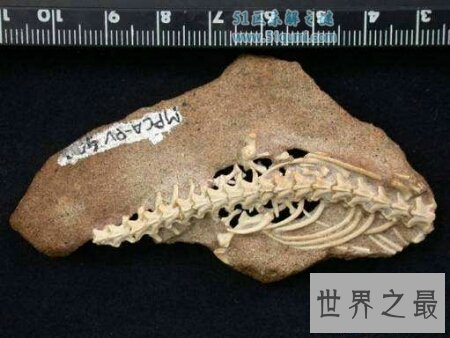 【图】真足蛇到底如今还存在不存在 这仍然是个谜