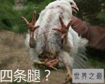 【图】蜘蛛鸡是有很多翅膀的鸡 那么他是变异品种吗
