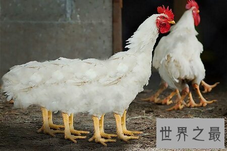 【图】蜘蛛鸡是有很多翅膀的鸡 那么他是变异品种吗