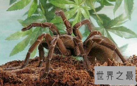 【图】蜘蛛鸡是有很多翅膀的鸡 那么他是变异品种吗