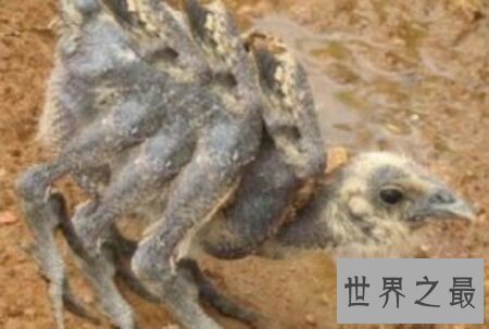 【图】蜘蛛鸡是有很多翅膀的鸡 那么他是变异品种吗