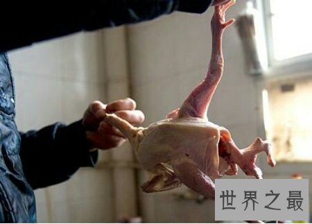 【图】蜘蛛鸡是有很多翅膀的鸡 那么他是变异品种吗