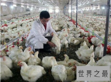【图】蜘蛛鸡是有很多翅膀的鸡 那么他是变异品种吗