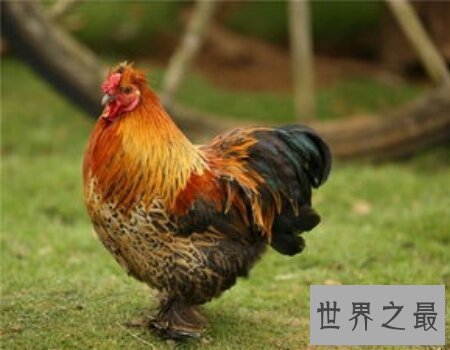 【图】蜘蛛鸡是有很多翅膀的鸡 那么他是变异品种吗