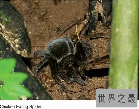 【图】蜘蛛鸡是有很多翅膀的鸡 那么他是变异品种吗