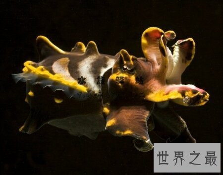 【图】火焰乌贼是一种有剧毒的生物 生存在陆地里