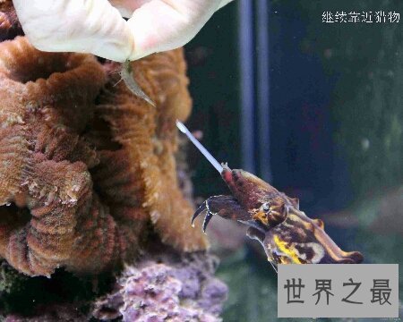 【图】火焰乌贼是一种有剧毒的生物 生存在陆地里
